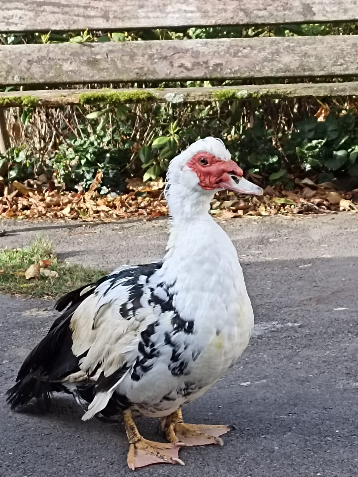 169124214301-23Warzenente_2 Anje Floettchen.jpeg